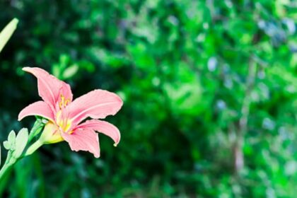 How to Elevate Your Garden with the Lily Starfire Encore?